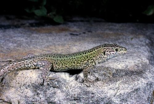 Carbonell’s Wall Lizard