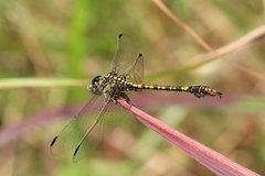 Paragomphus cognatus