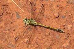 Ceratogomphus pictus