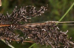 Triplectidinae