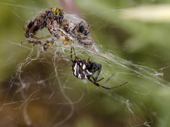 Latrodectus tredecimguttatus