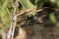 Latrodectus tredecimguttatus