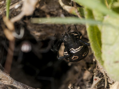 Latrodectus tredecimguttatus