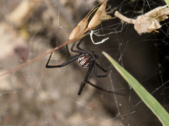 Latrodectus tredecimguttatus