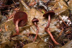 Cortinarius birkebakii