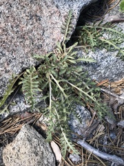 Pedicularis semibarbata