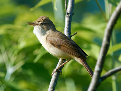 Carricero de Blyth (Acrocephalus dumetorum)