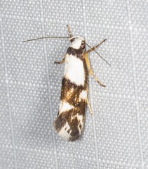 Zaphanaula hemileuca