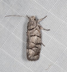 Lichenaula onychodes