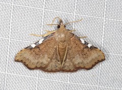 Corgatha dichionistis