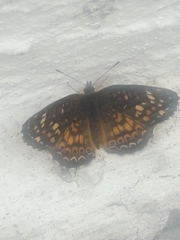Phyciodes graphica