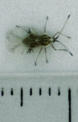 Gargaphia decoris