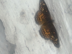 Phyciodes graphica