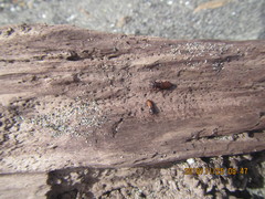 Mesites pallidipennis