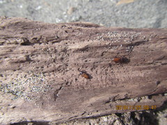Mesites pallidipennis