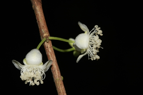 Eugenia ramiflora