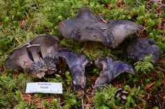 Hydnellum fuscoindicum