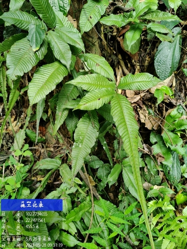 Bolbitis heteroclita
