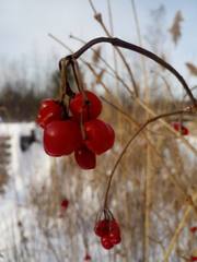 Viburnum opulus