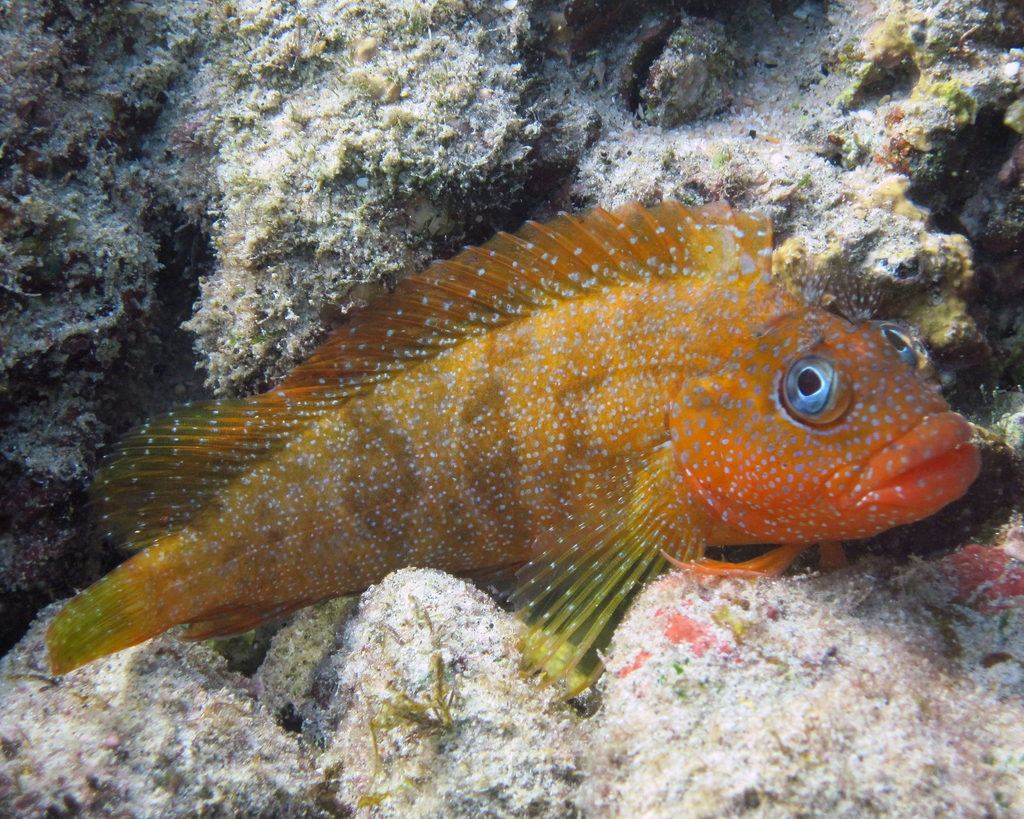Labrisomus