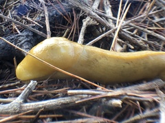 Ariolimax californicus
