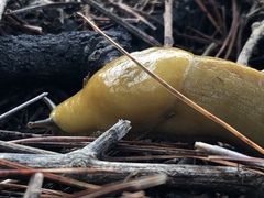 Ariolimax californicus