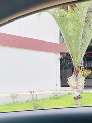 Dypsis decaryi