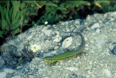 Podarcis ionicus
