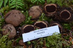 Elaphomyces granulatus asperulus