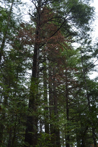 Chamaecyparis lawsoniana — photo 3