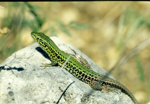 Ionian Wall Lizard, photo 5 of 10