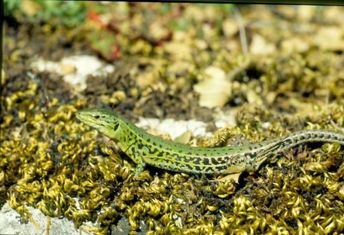 Ionian Wall Lizard, photo 6 of 10