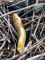 Ariolimax californicus