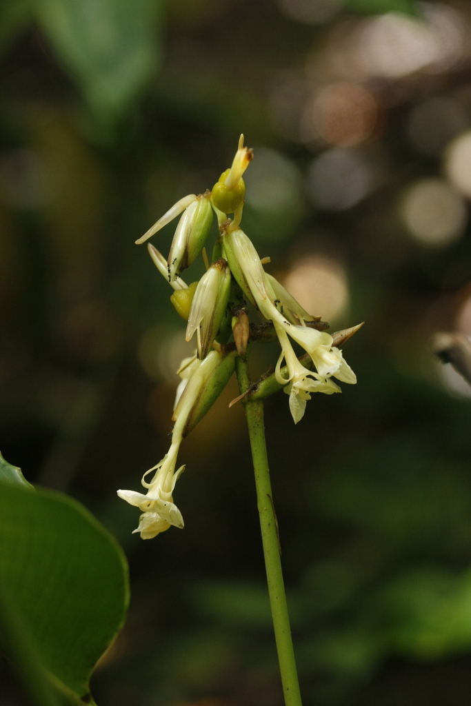 Goeppertia elliptica