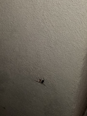 Latrodectus geometricus