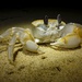Smooth-handed Ghost Crab - Photo (c) Jakob Fahr, some rights reserved (CC BY-NC), uploaded by Jakob Fahr