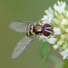 Allograpta radiata