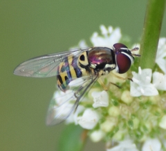 Allograpta radiata