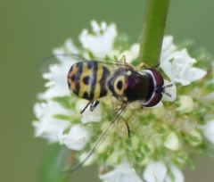 Allograpta radiata