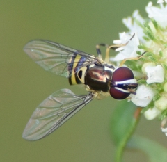 Allograpta radiata