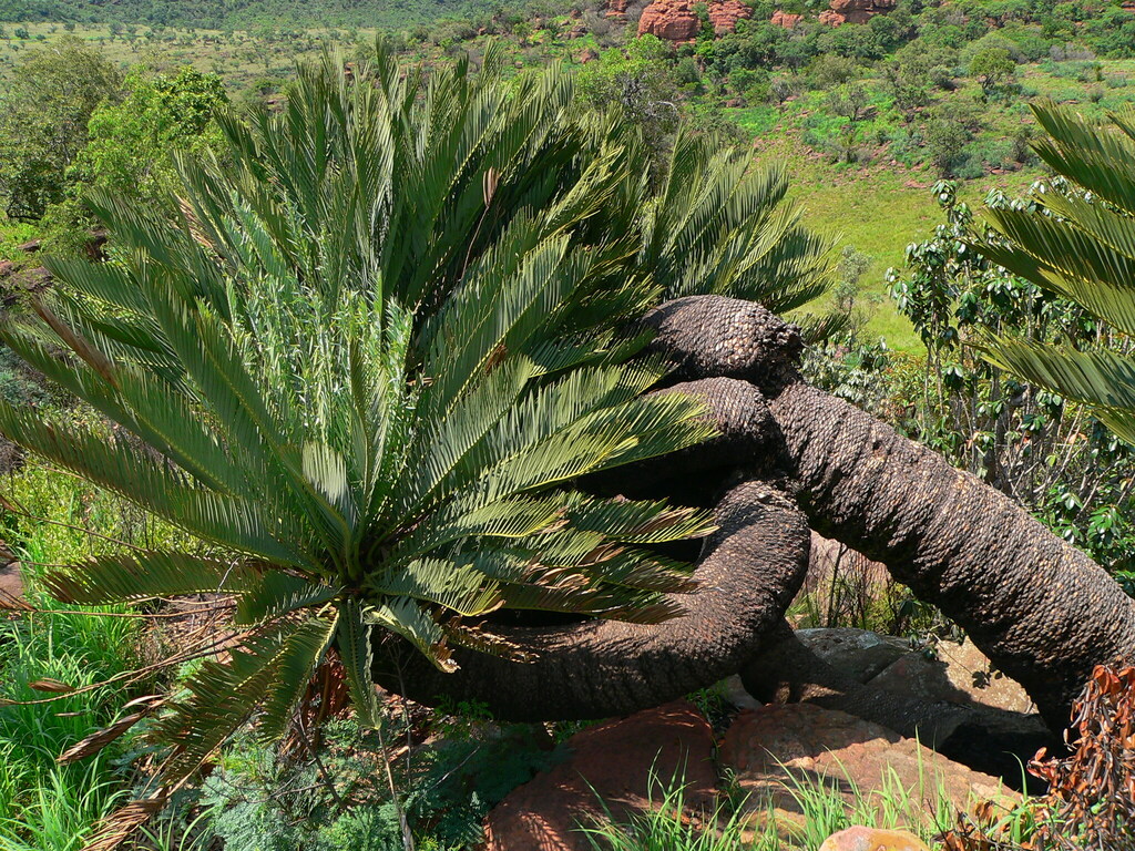 Middelburg Cycad