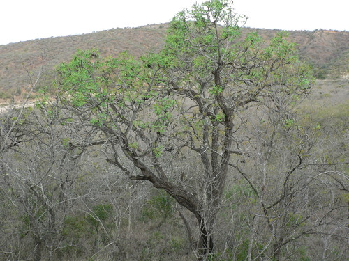 Cussonia natalensis Sond.
