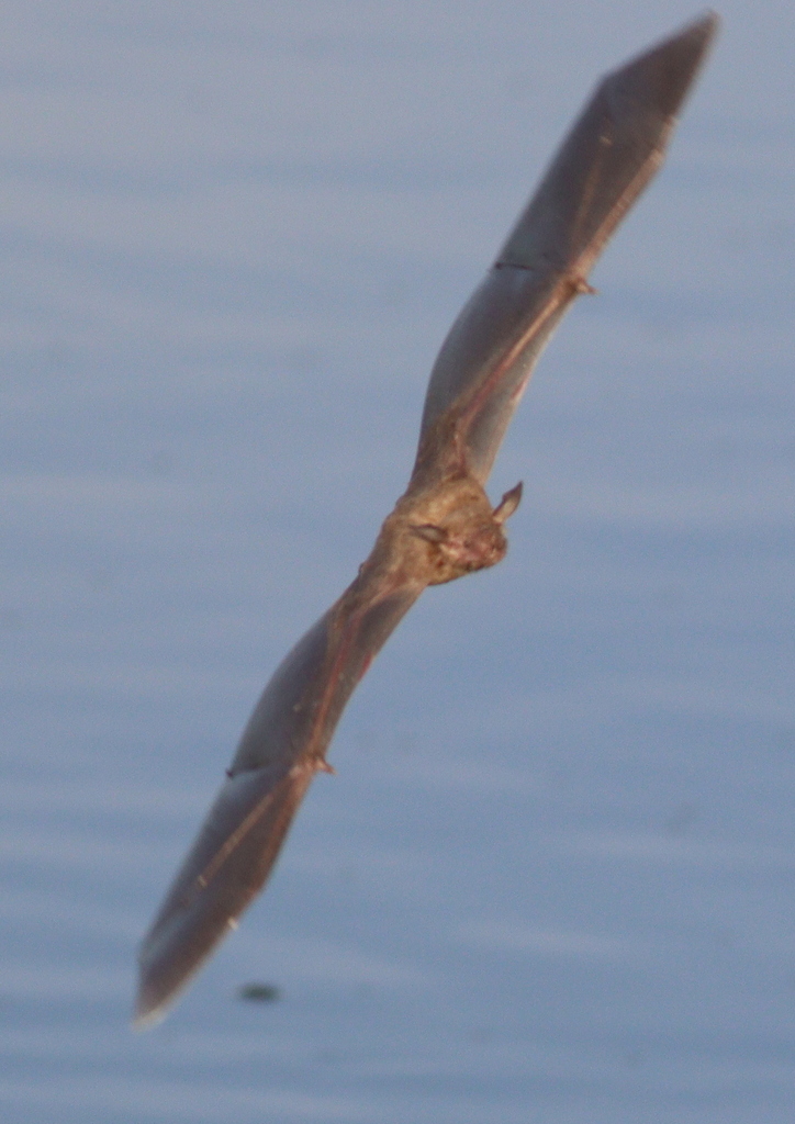 Noctillon de Leach (Noctilio albiventris)