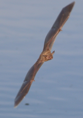 Lesser Bulldog Bat