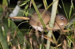 Amazonian Marsh Rat photo 4