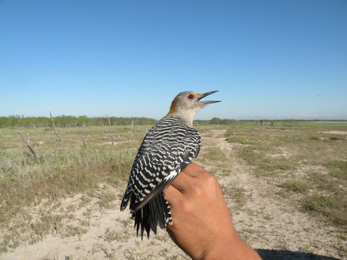 Golden-fronted Woodpecker