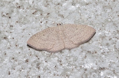 Poecilasthena anthodes