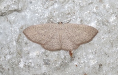 Poecilasthena anthodes