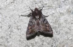 Neumichtis