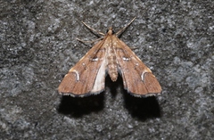 Musotima nitidalis